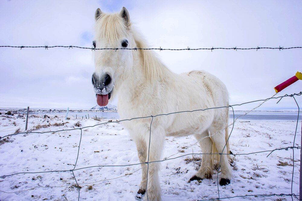 Photograph by Christina Oleshkevich