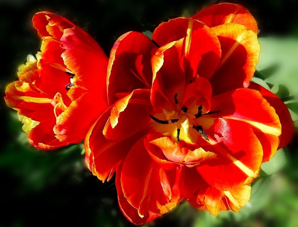 Photograph by Елена Сухорученкова