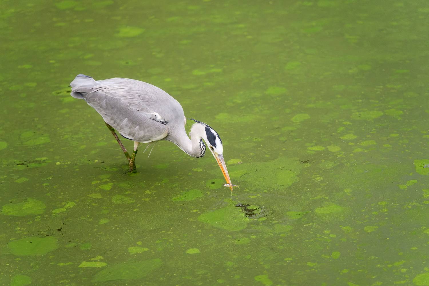 Фотография #13126900