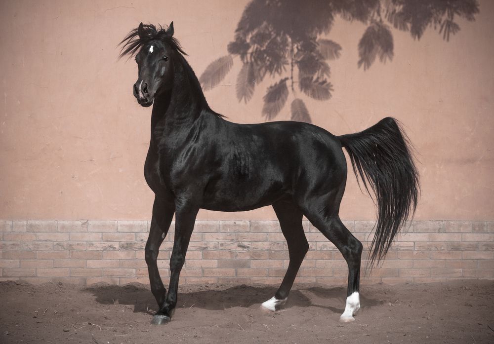 Photograph by Rania Elsayed