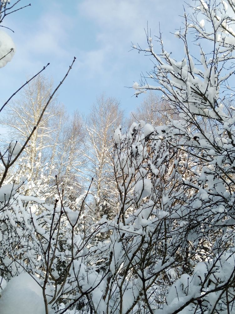 Вот и выглянуло наконец солнце . Зима 2026 . 23/01/26