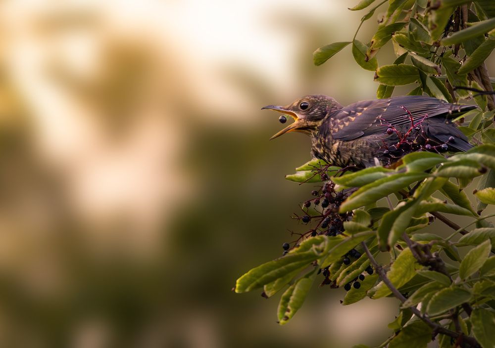Фотография автора Tóth Beáta