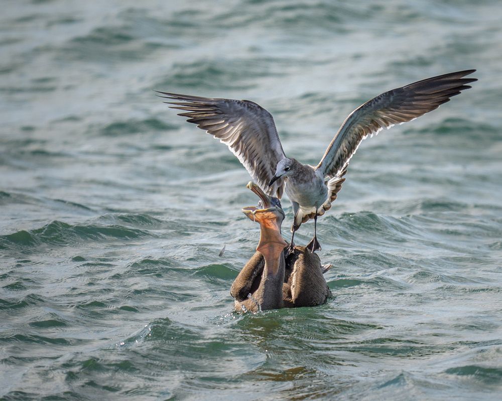 Photograph by Angie Birmingham