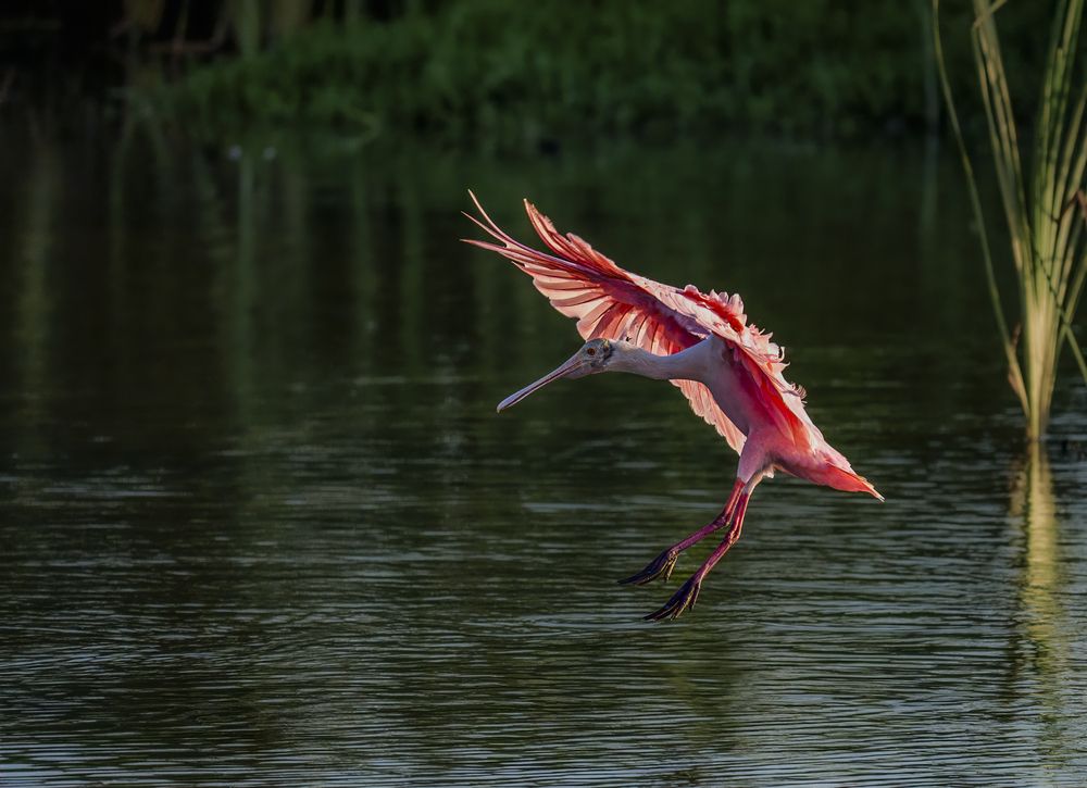 Photograph by Angie Birmingham