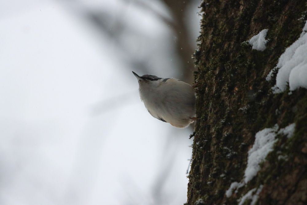 Photograph by Аня Проскурякова