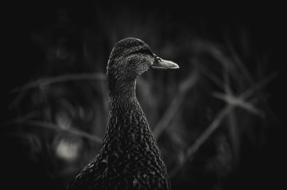 Photograph by Ирина