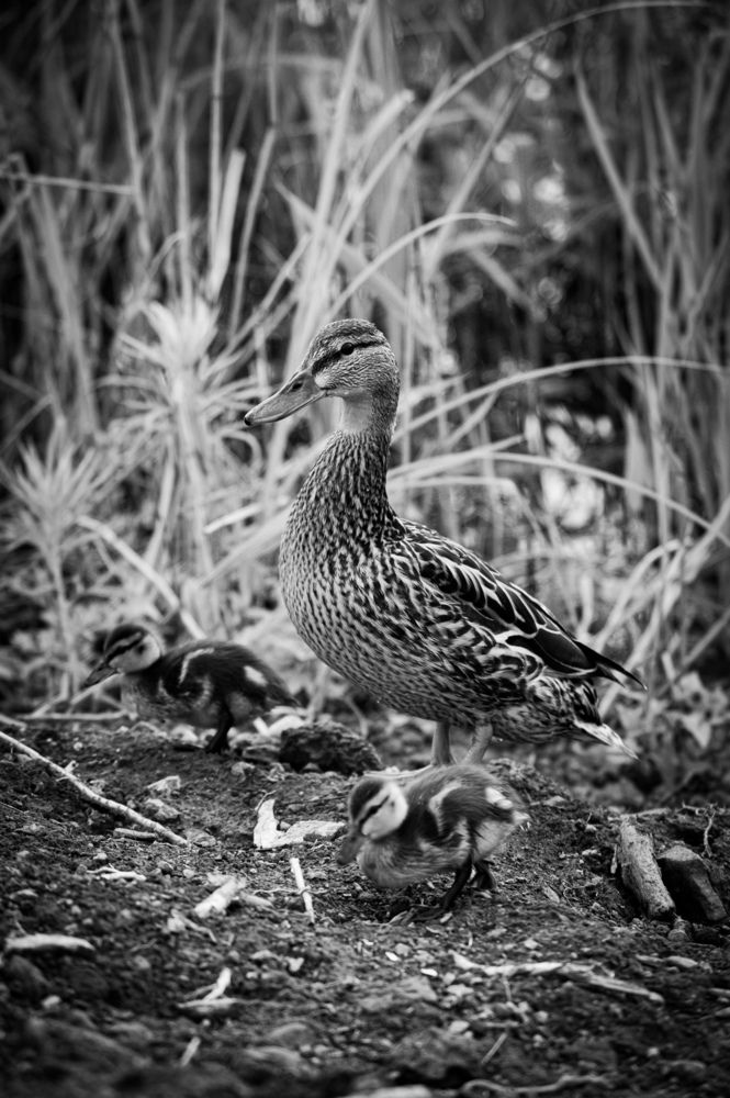 Photograph by Ирина