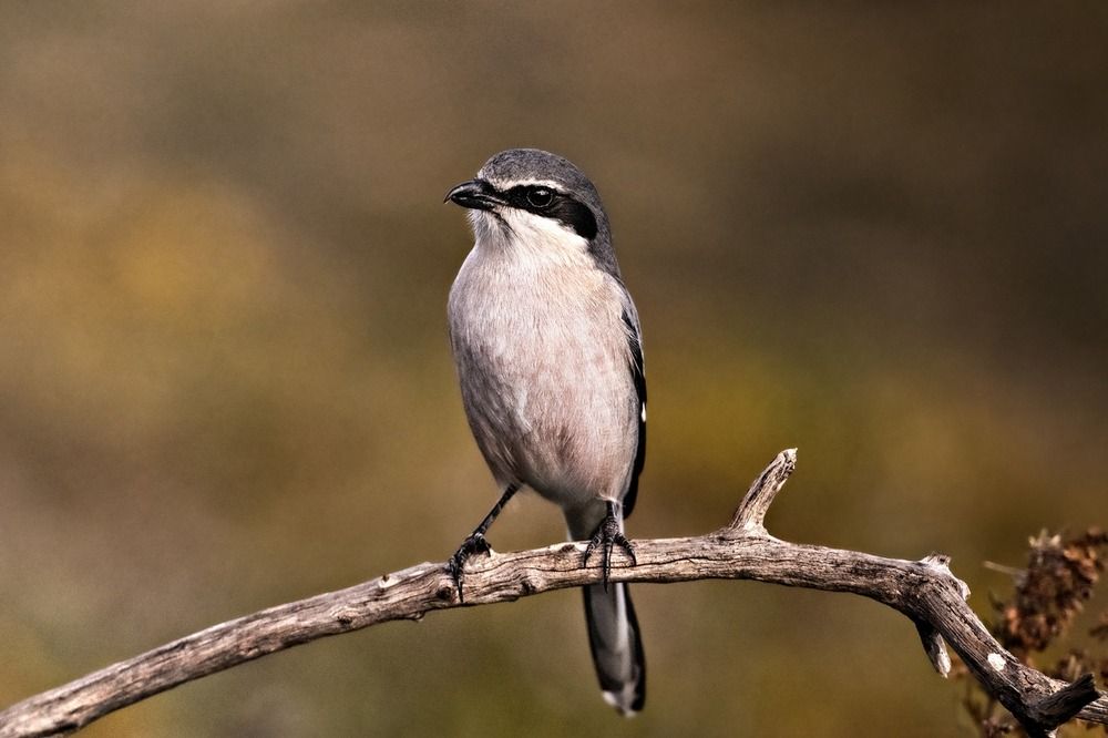 Photograph by Francesca Calabró