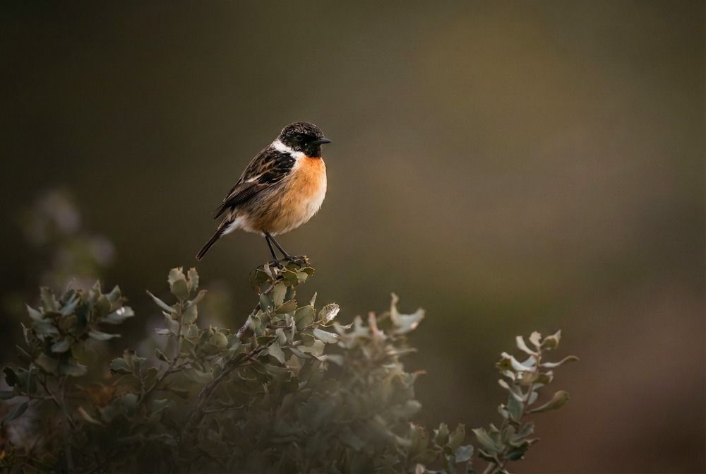 Photograph by Francesca Calabró