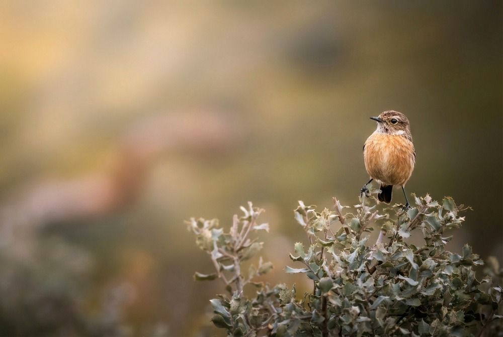 Photograph by Francesca Calabró
