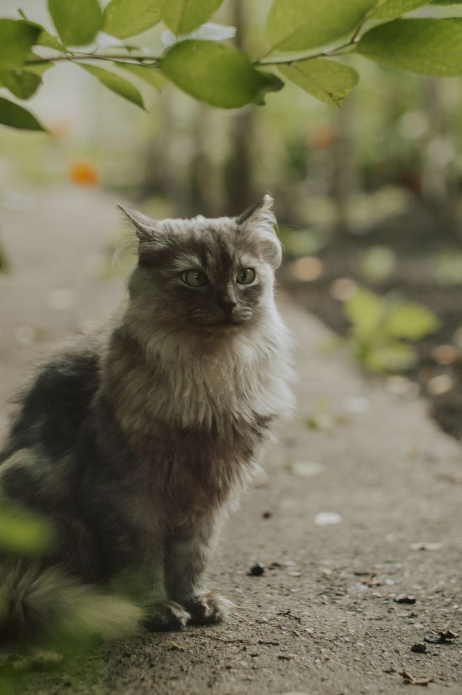 Кот из сказки
