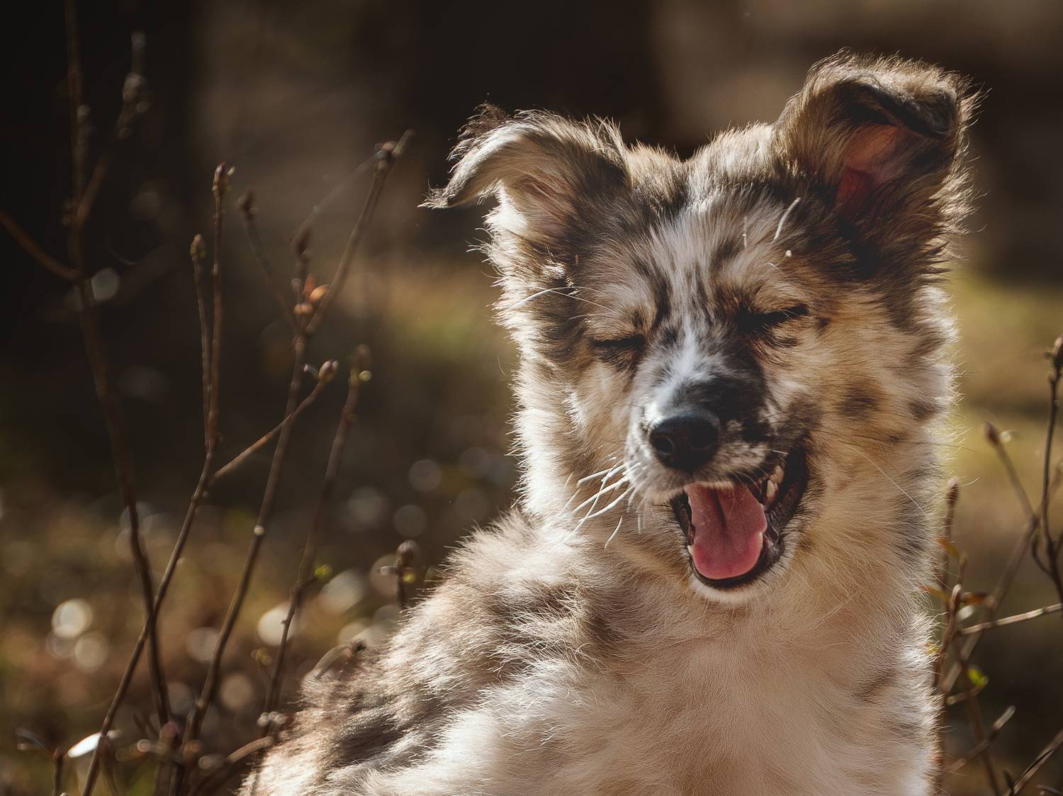 Фотография #13127578