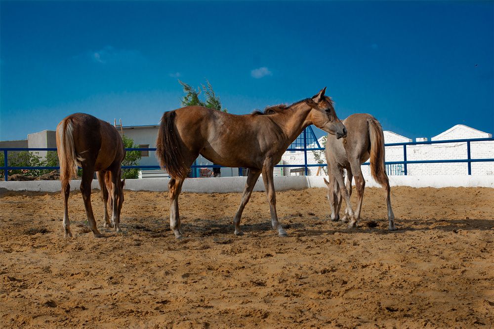 Photograph by Nada Khalifa