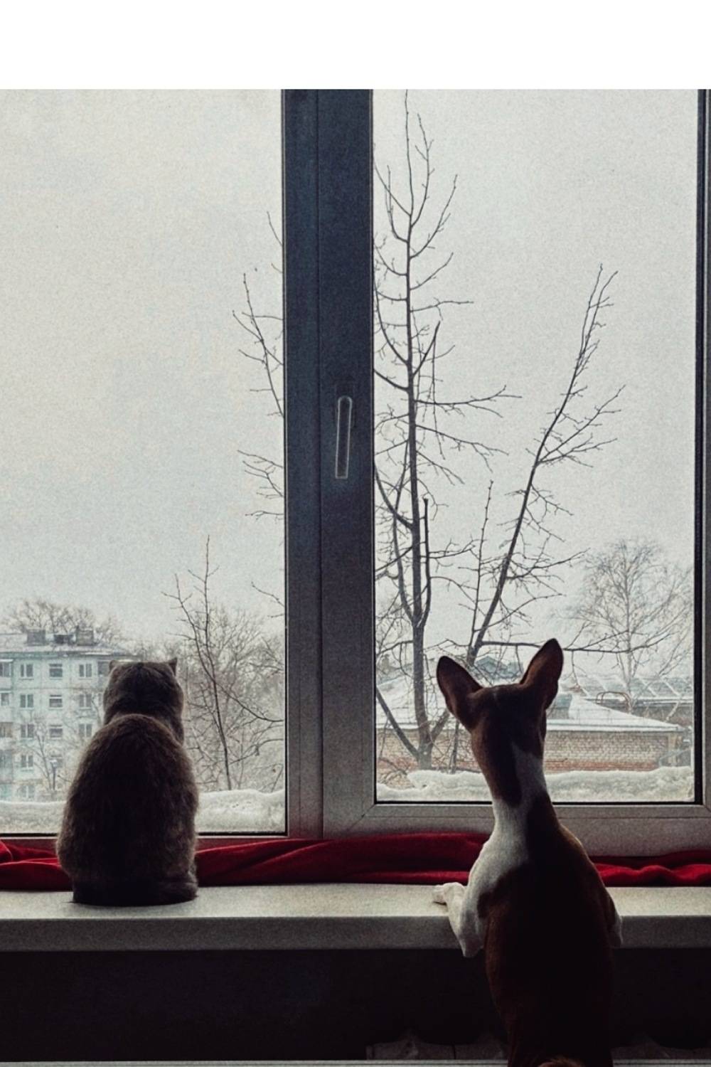 Photo #13127700