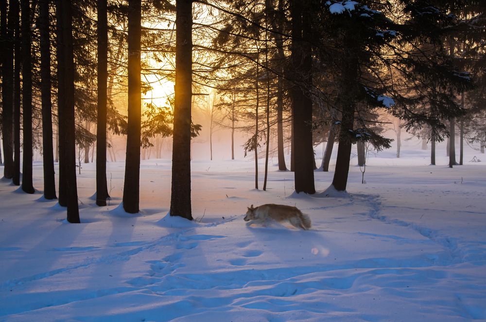 Photograph by Gennadiy Slezkin