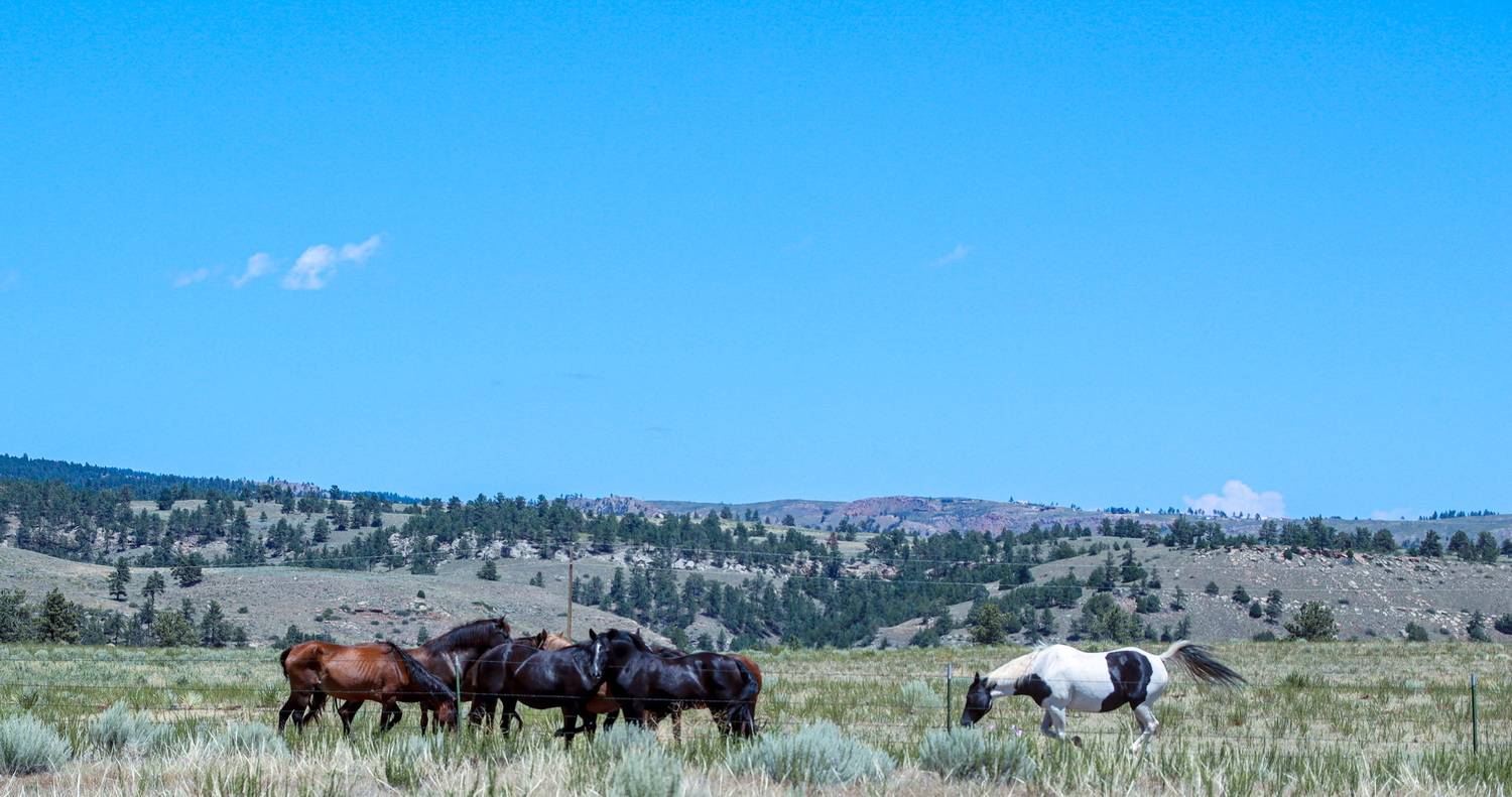 Photo #13127744
