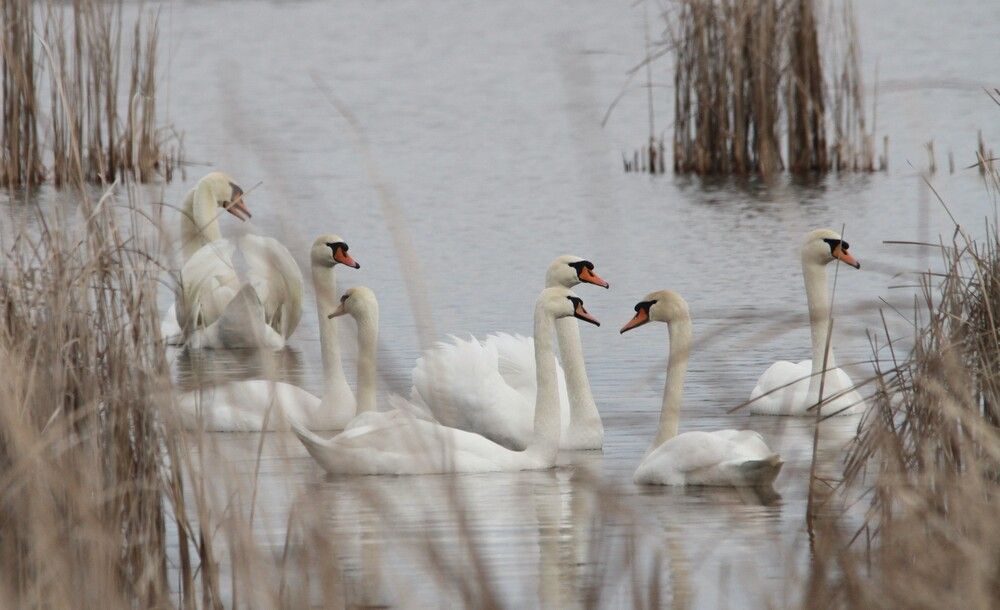 Photograph by Татьяна Шебаршенко