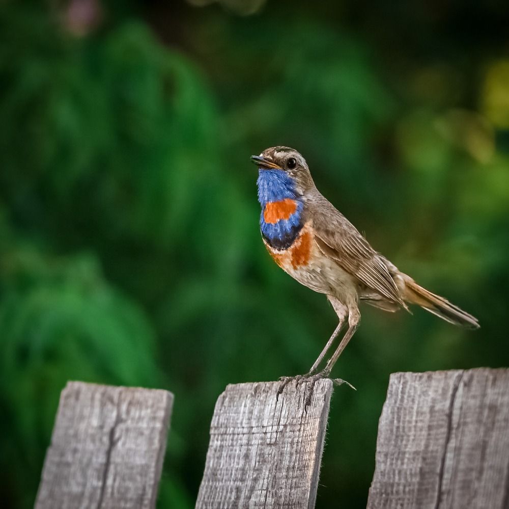 Фотография автора Игорь Васильев