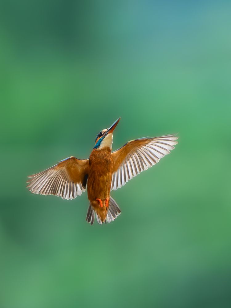 Photograph by Vipin P C