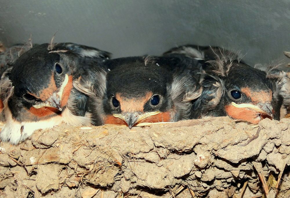Ласточки в гнезде
