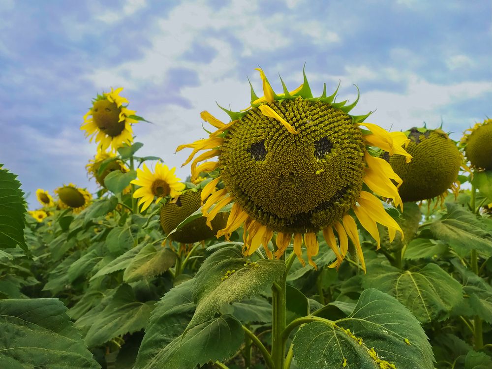 Photograph by Колеснева Елена