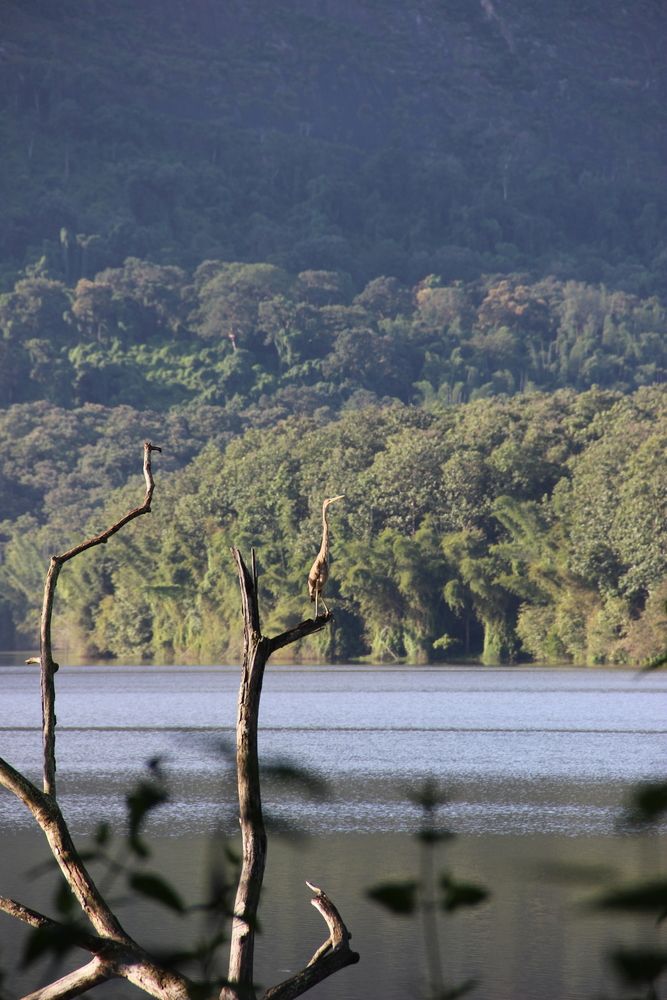 Heron perched on a weathered tree
