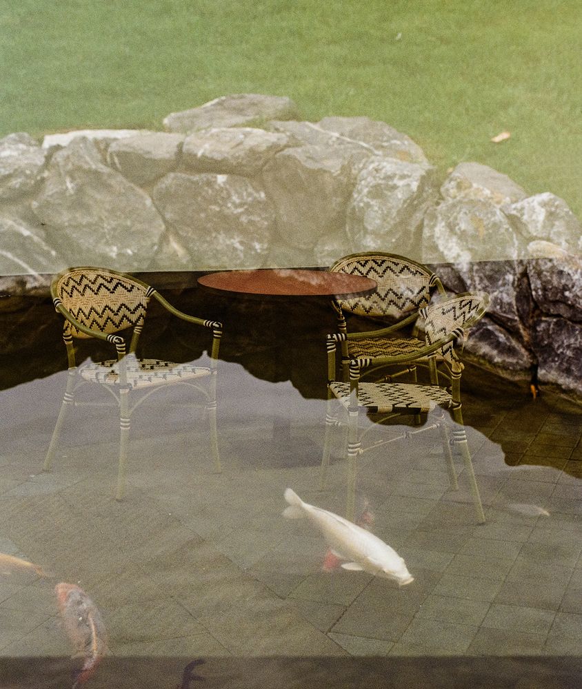 Карпы на обеде