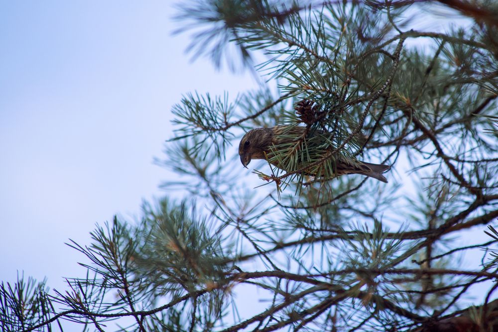 Прятки клёста