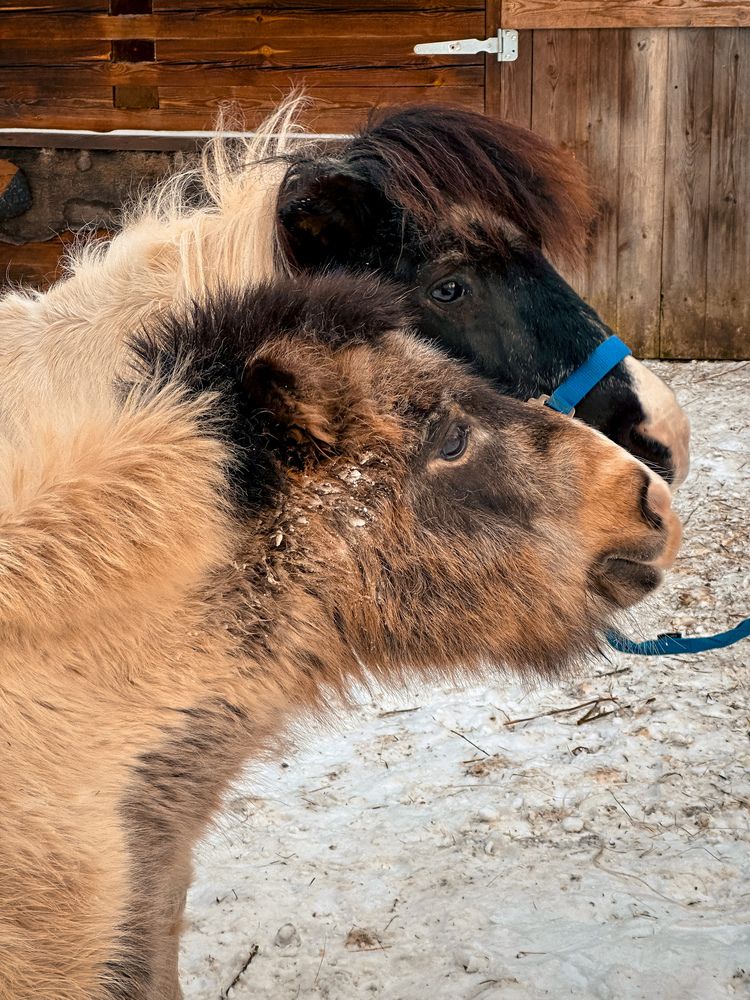 Photograph by Елена Брижеватая