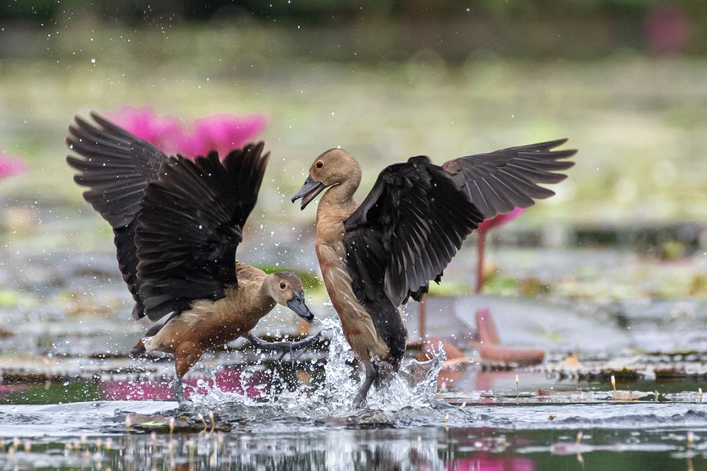 Photograph by SAMAN HALLOLUWA