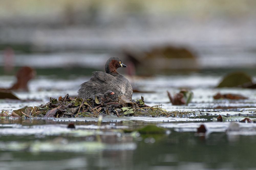 Photograph by SAMAN HALLOLUWA