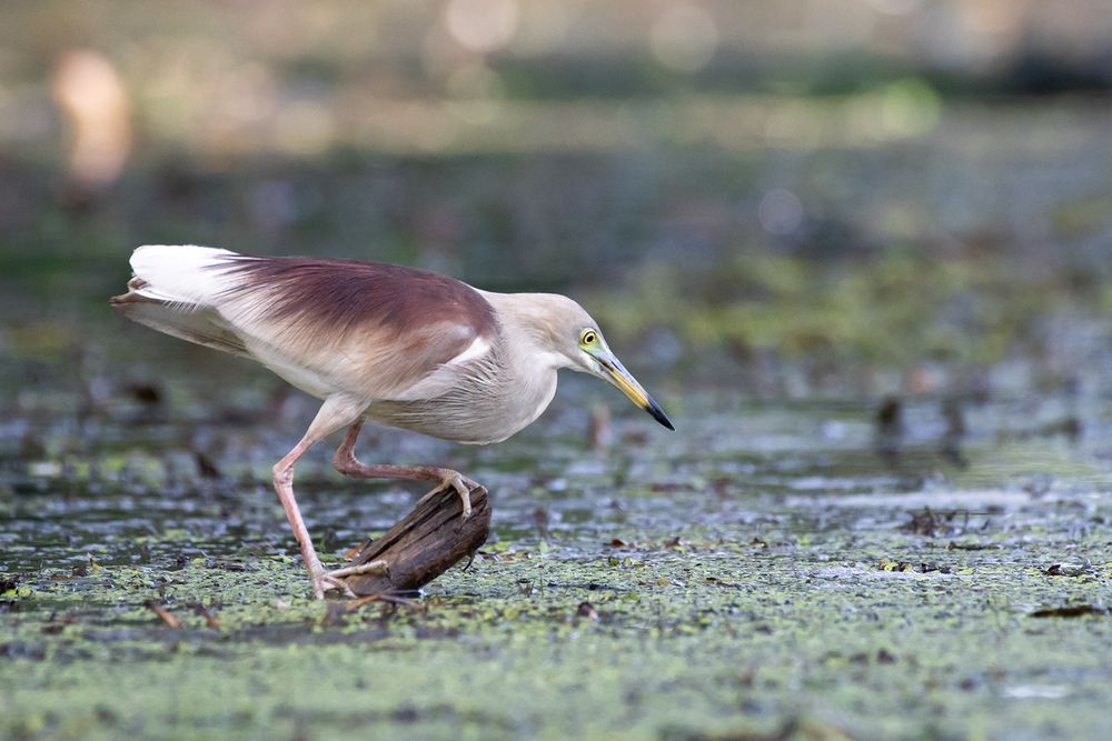 Photograph by SAMAN HALLOLUWA