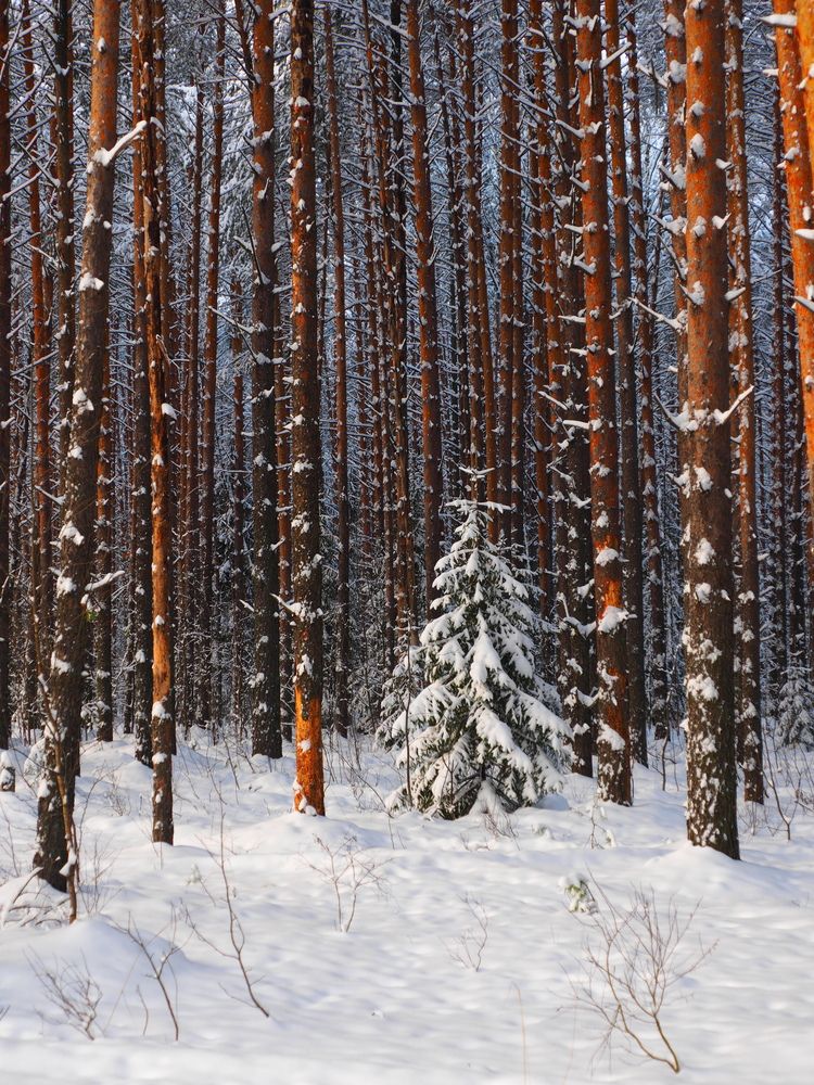 Photograph by ANDREY PERESHEIN