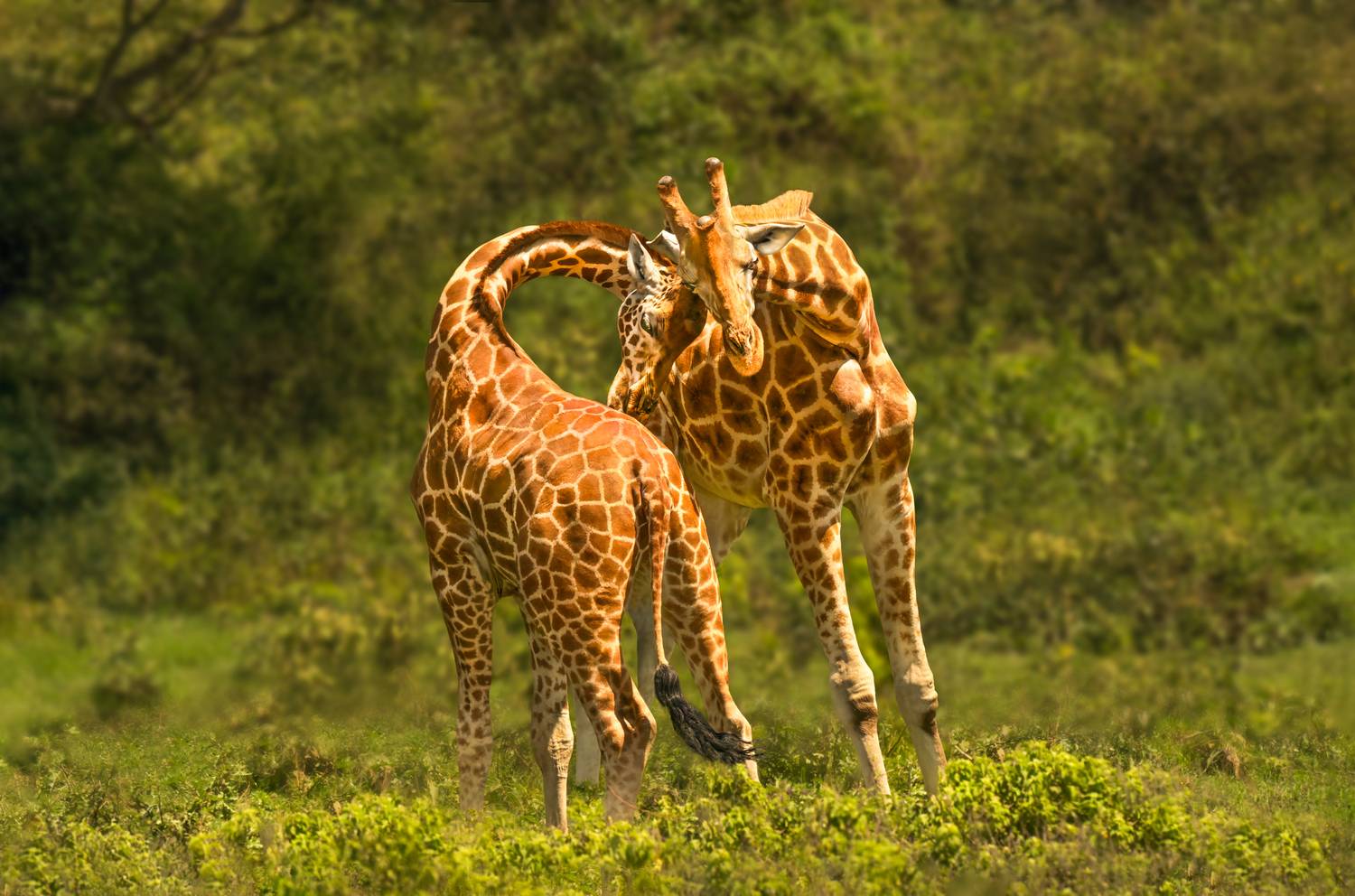 Мы вместе...