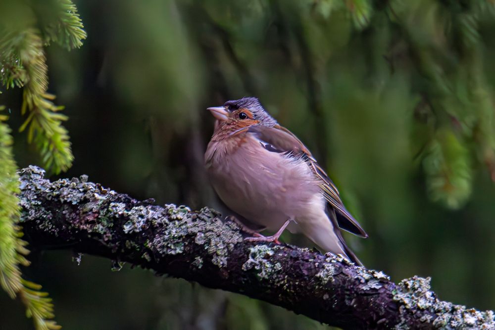 Photograph by Полина Ф