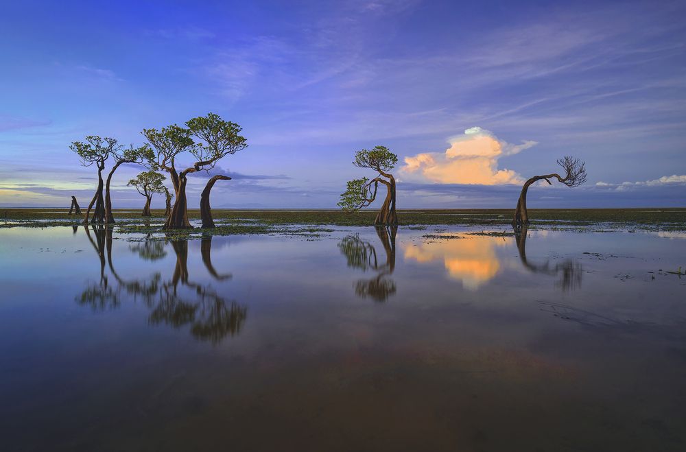 Dance of the Mangroves