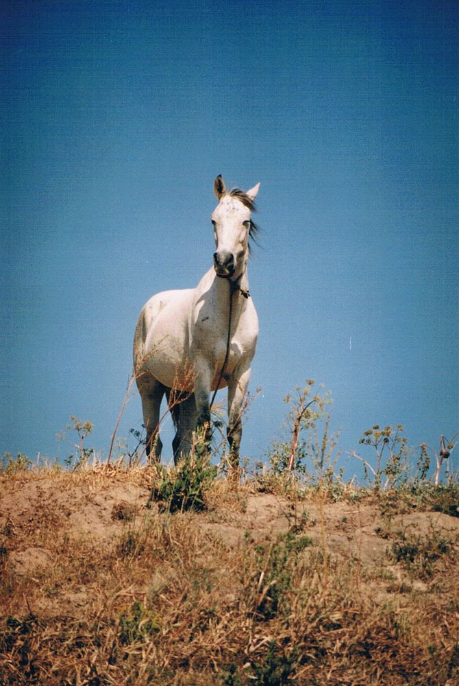 Photograph by Steven Fossiant