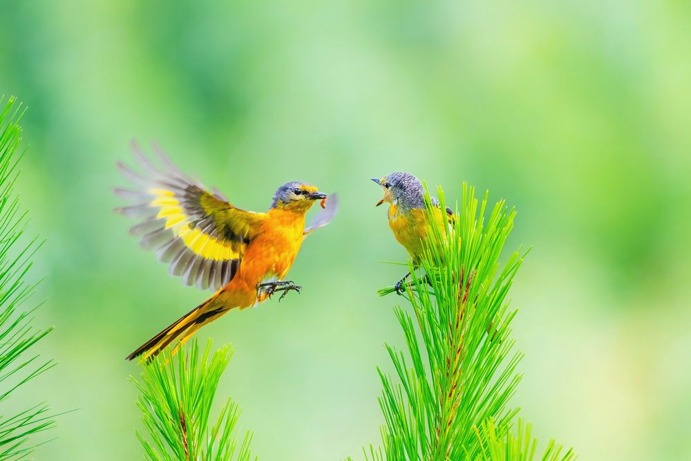 A Minivet’s Motherly Care