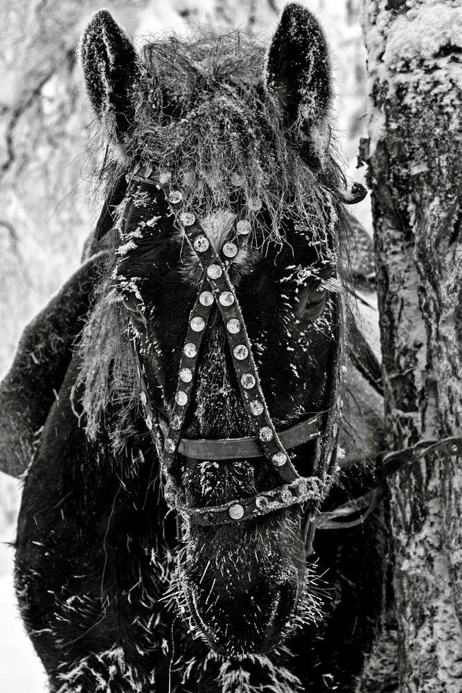 Морозное ожидание