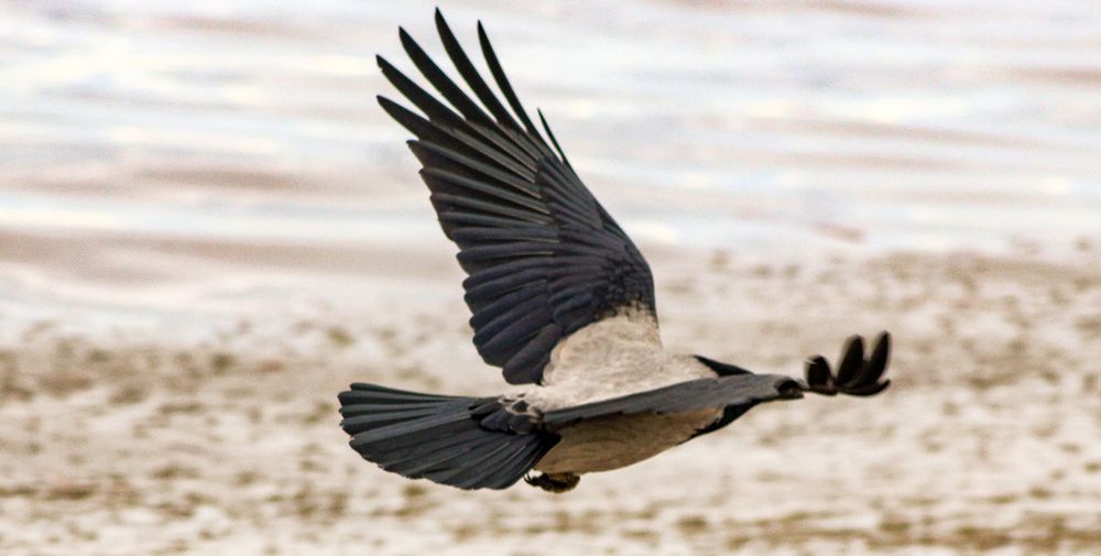 Photograph by Igors Rostikovs