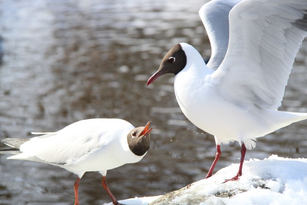 Photograph by Igors Rostikovs