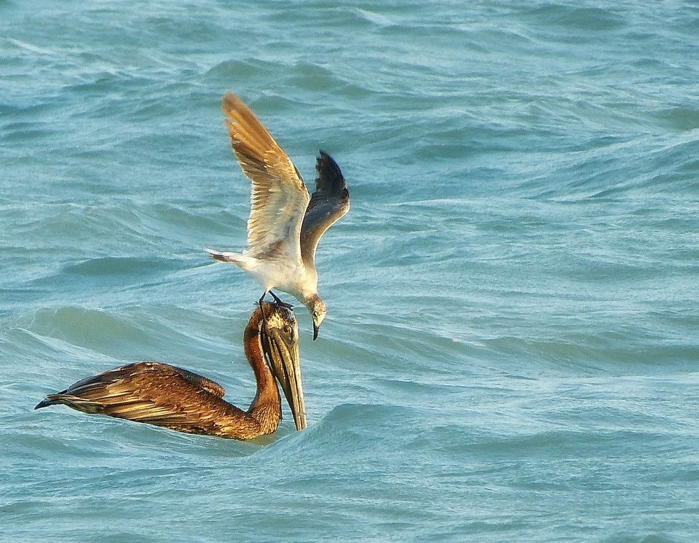 Пеликан и чайка.