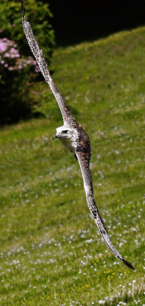 Photograph by Александр Усанов