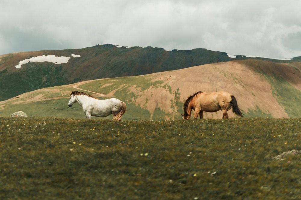 Photograph by ARTEM AFANACEV