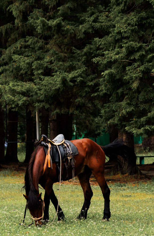 Photograph by ARTEM AFANACEV