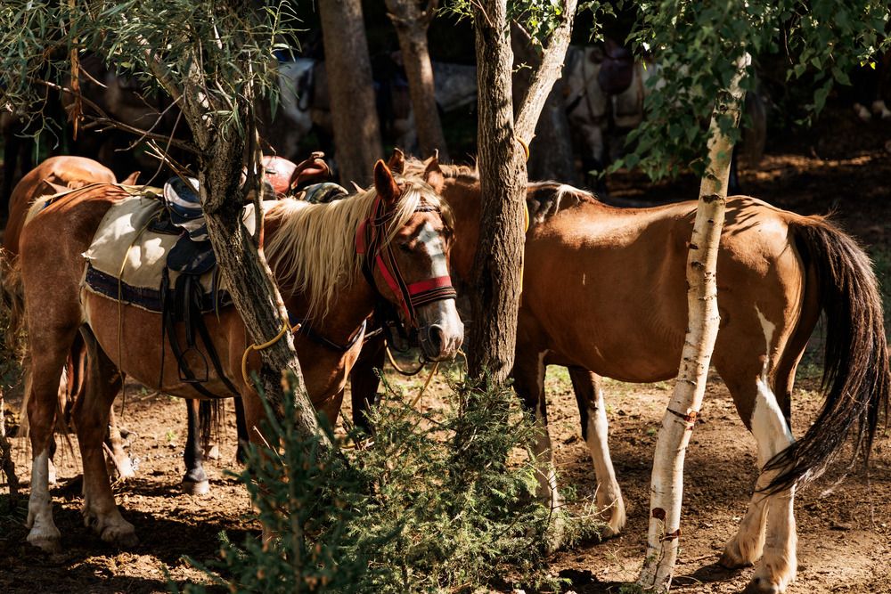 Photograph by ARTEM AFANACEV