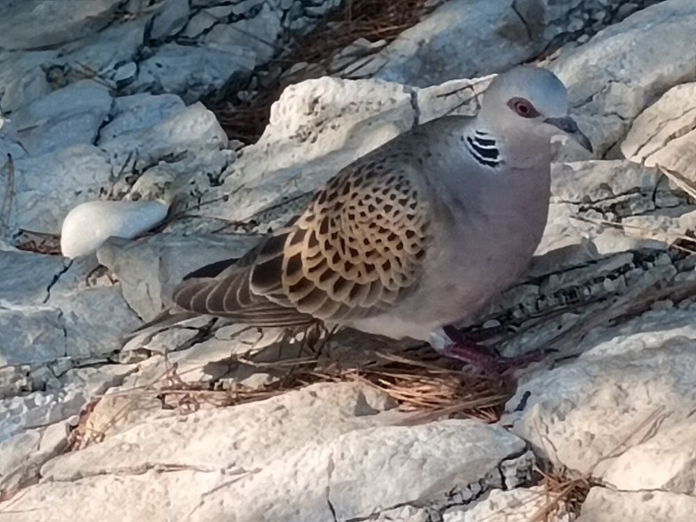 Фотография автора Barnabás Csaplár