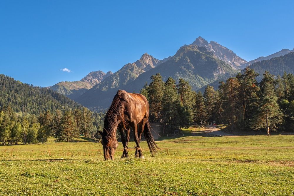 Фотография автора Арсен Алабердов