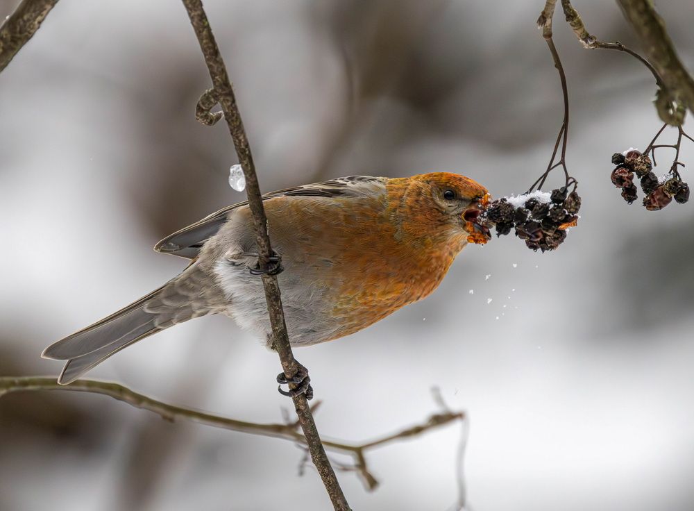 Photograph by Волынский Виктор