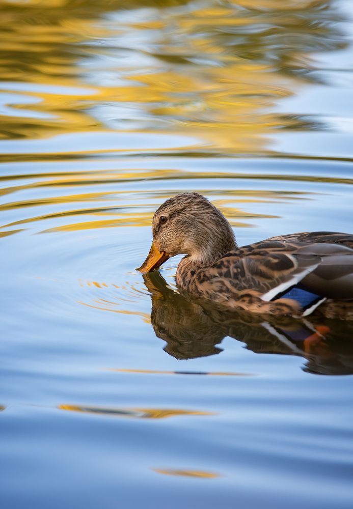 Photograph by Елена Косинова